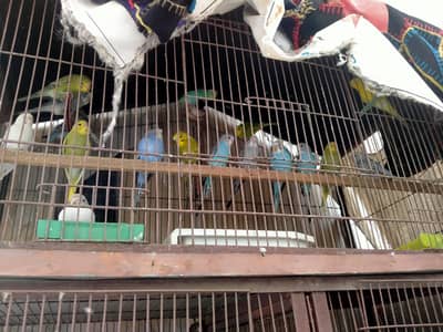 budgies