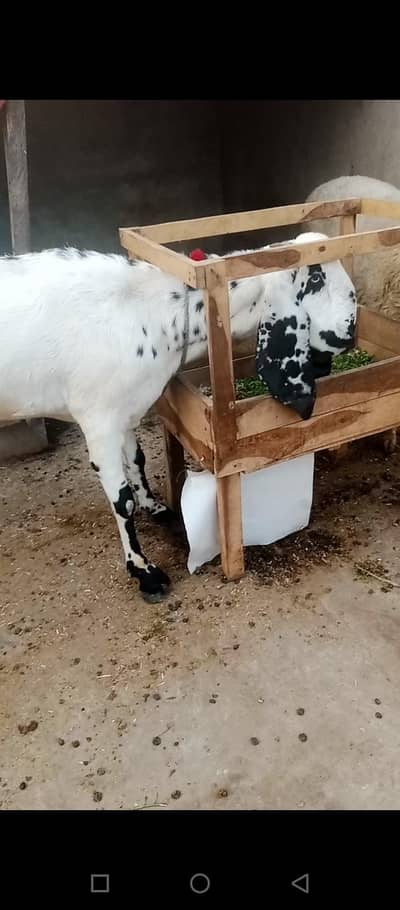 Mashallah Bakri bhut hight wali hy 1.5 month ki gabn hy