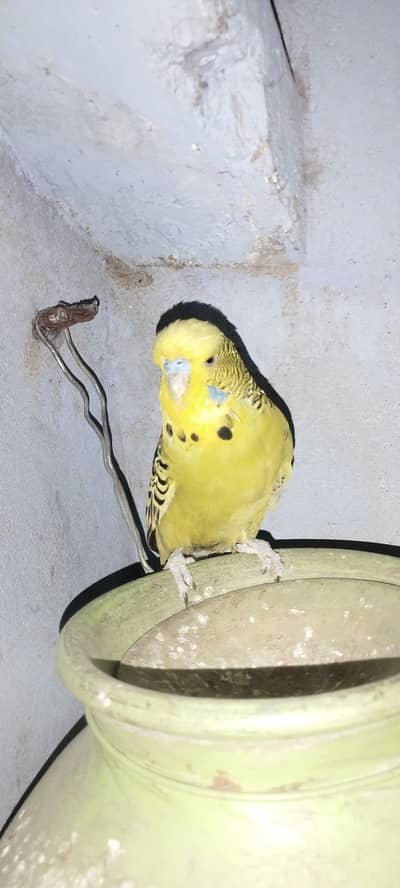 Exibition Ready first Breed Pairs