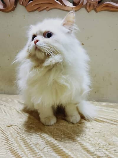 Persian male kittens for sale
