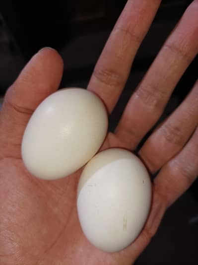 Aseel fertile eggs