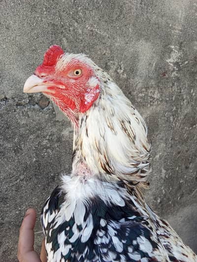 aseel mozbot j gr ma ha hight quality bird ha only whatapp per bt kara