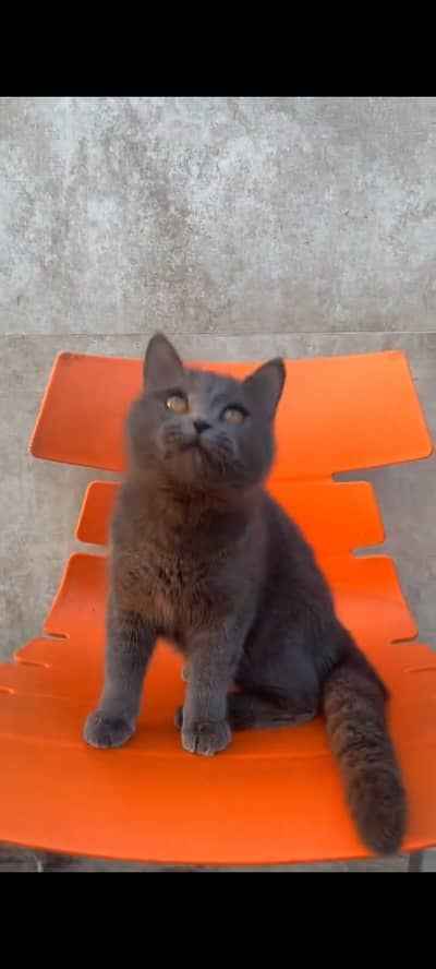 pure persian cats vaccinated triple coated WhatsApp 03316360929