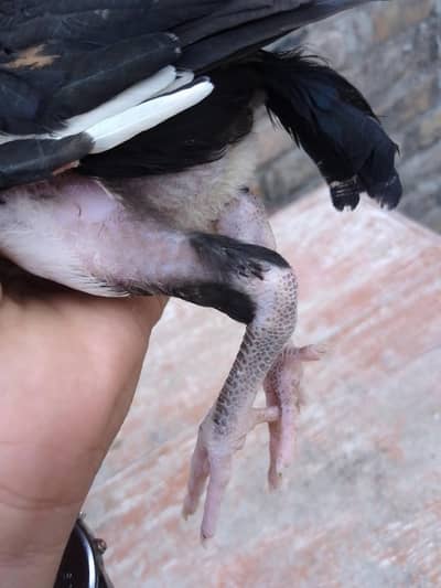 Aseel  Cheena chicks