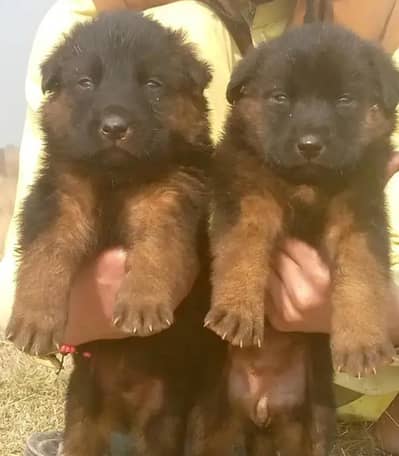 Pair of German Shepherd for sale | 45K
