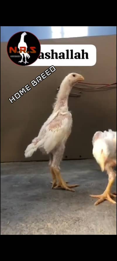 SUPREME QUALITY CHICKS AVAILABLE FOR SALE