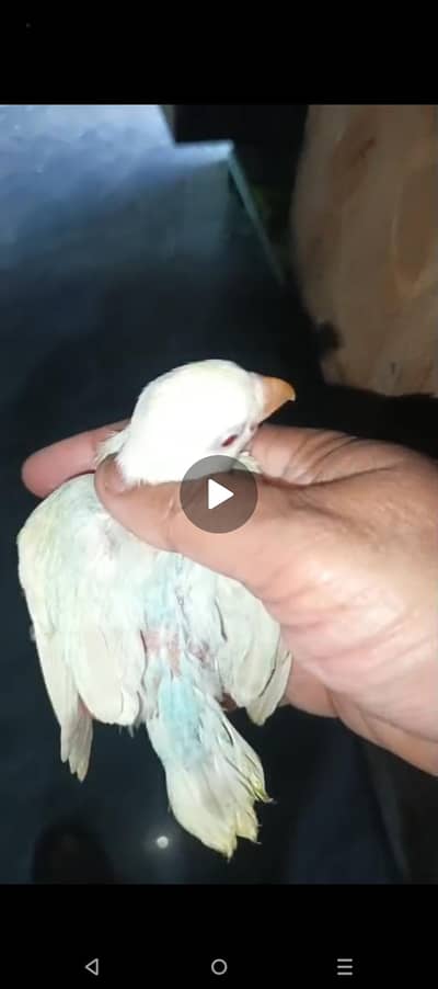 cocktails. . . . . . . nd love birds chicks