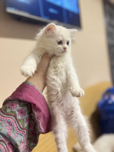 Persian Kittens | Healthy Kittens | pure Persian kittens For Sale