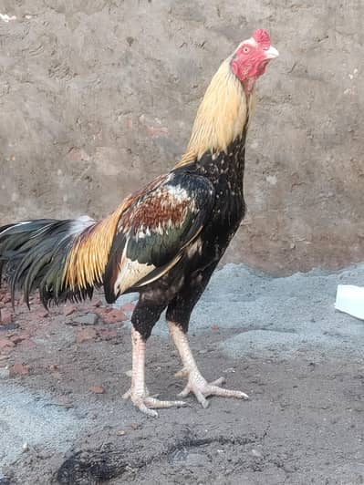 aseel murga mianwali jawa 03058852225