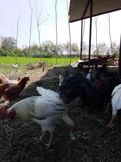 Ghar kee Pali hui golden misri murgian or murghay desi khurak p paly h