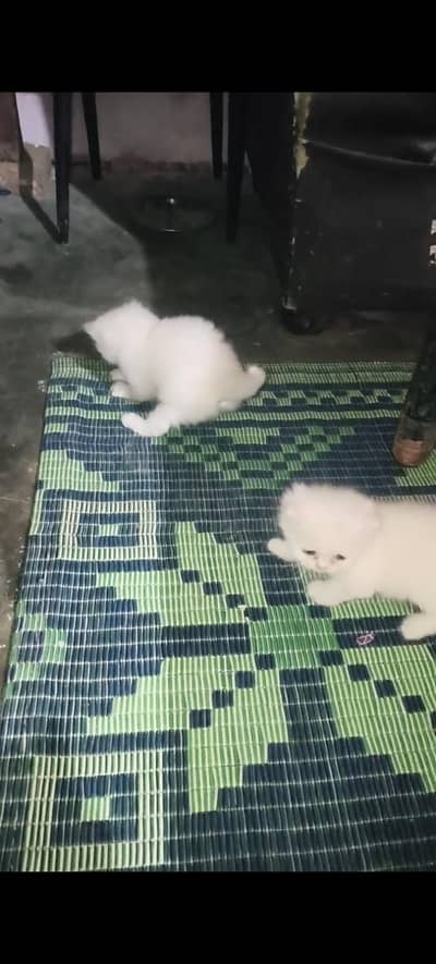 2 Female 2 Coated White Kittens