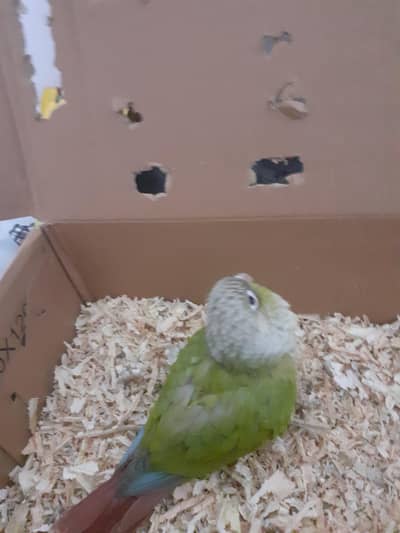 pineapple conure 2.5 months age healthy chick