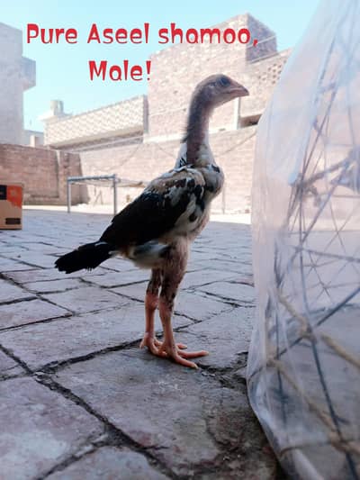 Pure aseel shamoo male, Pure aseel Thai cross female, pure desi misri.