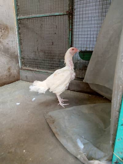 Aseel Heera whatsapp=03324613414