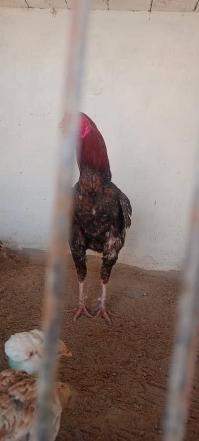 aseel laraka murga for sale