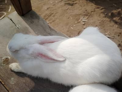 5 month old male for sale