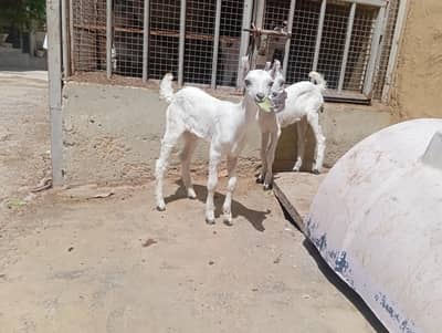 barbari pure supreme exhibition class quality