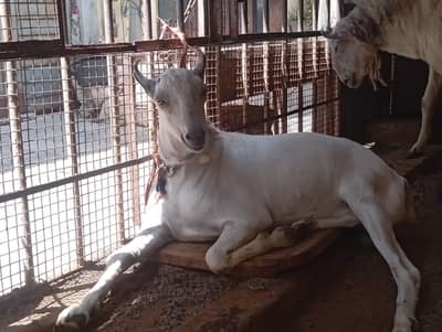 barbari pure supreme exhibition class quality