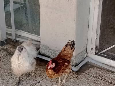 silky male and Desi female