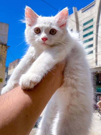 Persian kittens for sale | healthy and active | pair available |