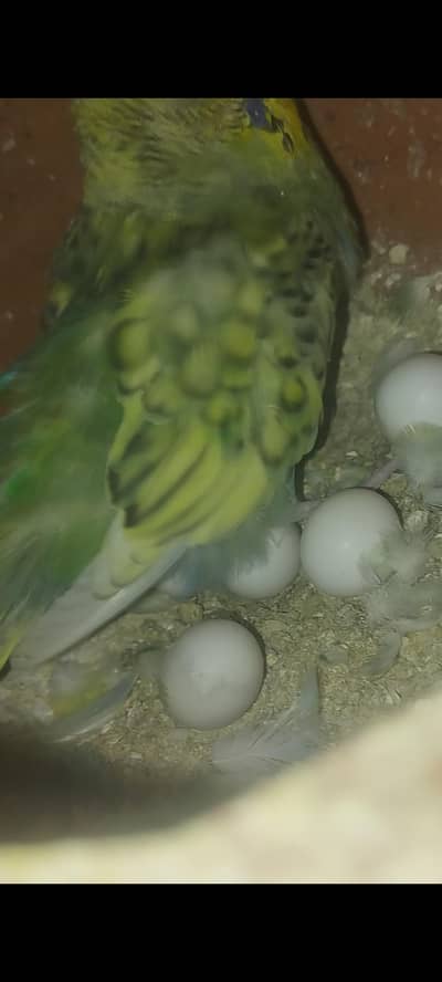 king size budgies