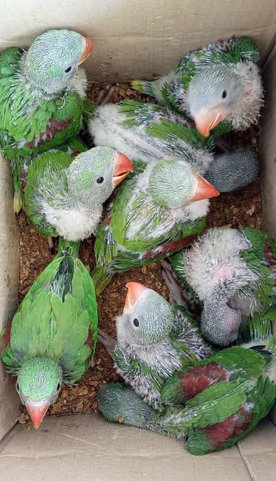 WILDLIFE REGISTERED PARROTS
