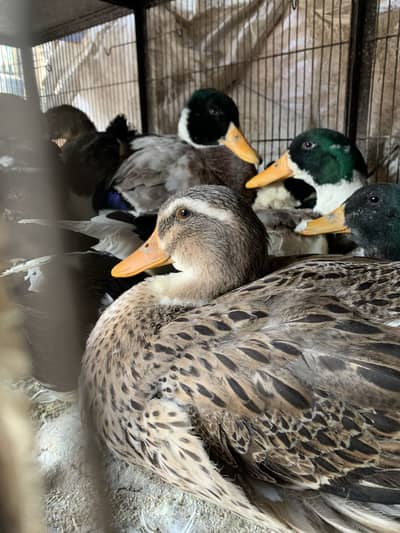 Pair of ducks for sale