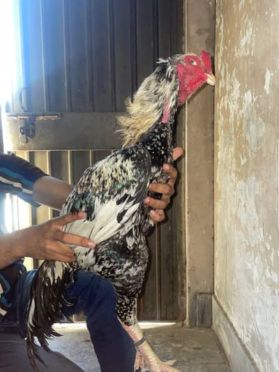 aseel murga urgent for sale