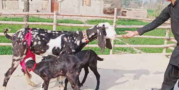 desi Bakri for Sale Call 03282745710