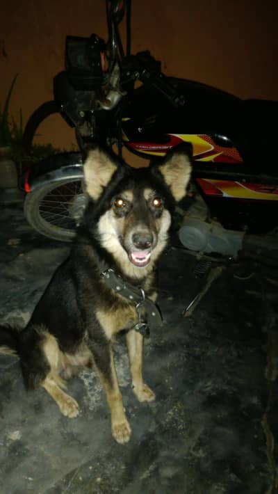 Alsetion and German shepherd Mix