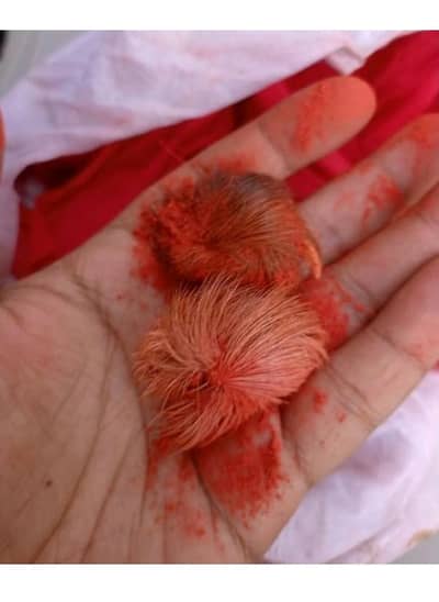 gedar singi for sale