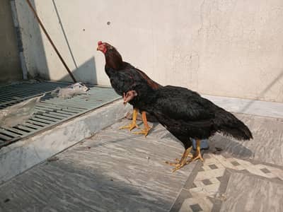 Home breed High Quality Pakoya Pair