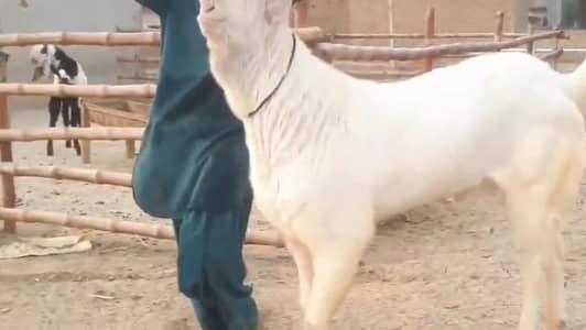 gulabi Bakra for sale 03405796364