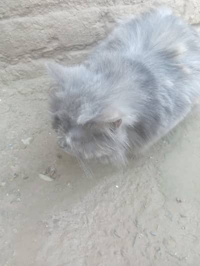 persian cat