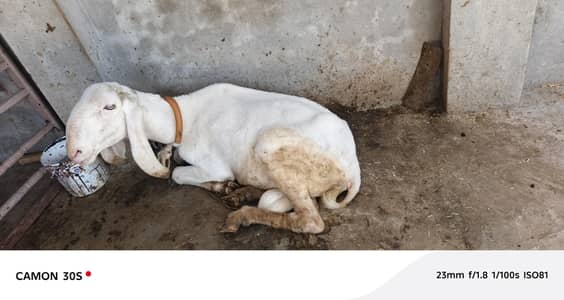 Kajla Dumba for sale Qurbani ka lia