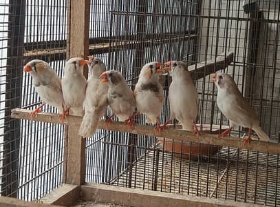 White Finches Normal , Undersize pairs