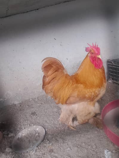 Golden buff heavy / Cochin breeder set. egg laying