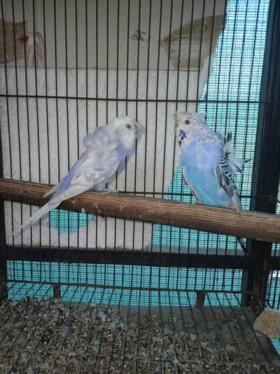 Blue Hogoromo Breeder Pair