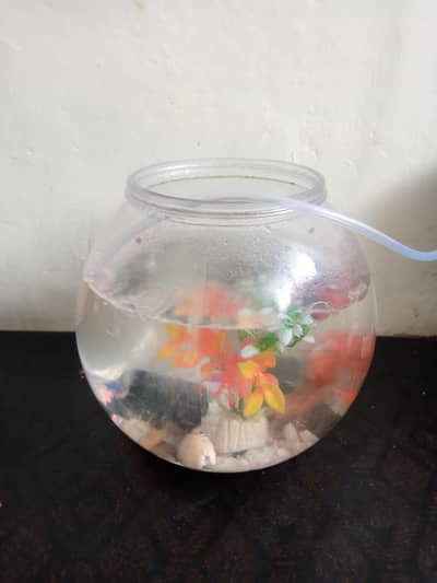 goldfish and all accessories