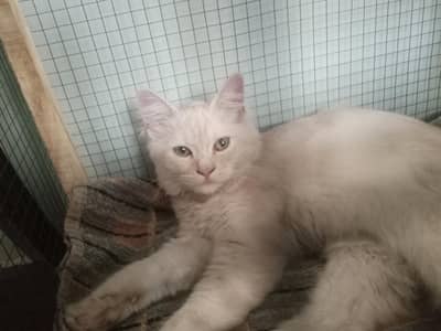 This cat for  sale no meeting WhatsApp number= 3343830492