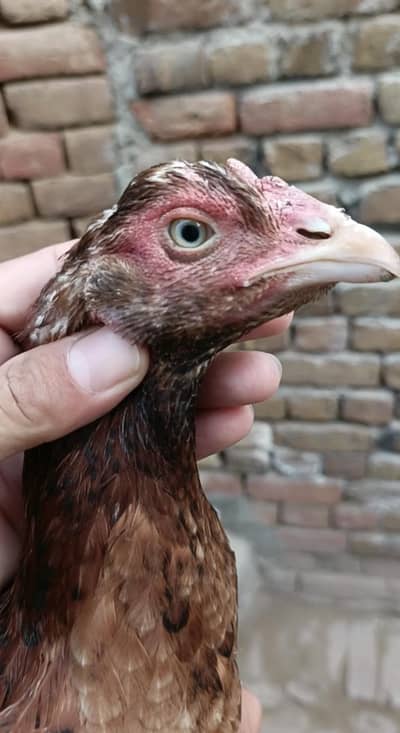 blue eyes mei madi ha