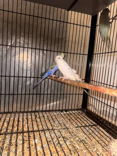 Breeder Budgies/Australian parrots