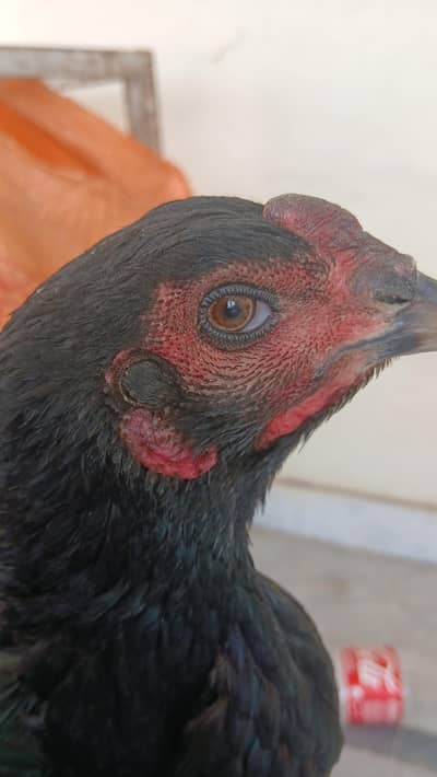 Thai Aseel female for Sall