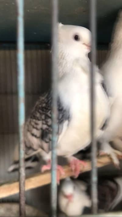 Sentient and Mukhi Breeder Pairs