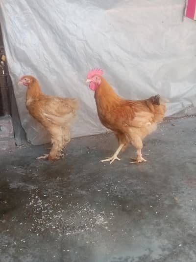 Golden heavy buff pair Available for sale