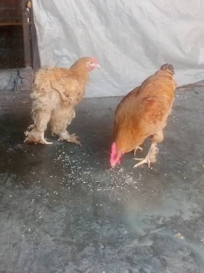 Golden heavy buff pair Available for sale