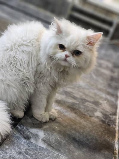 Triple Coat Persian