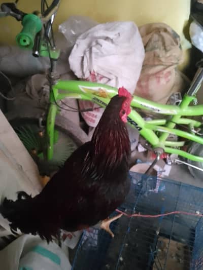 گھر کا پالا ہوا بچہ ہے