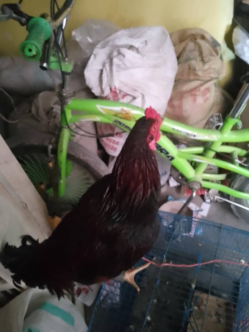 گھر کا پالا ہوا بچہ ہے 0