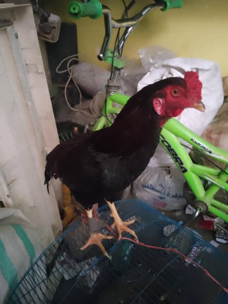 گھر کا پالا ہوا بچہ ہے 2